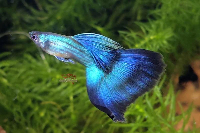 Paví očka – MOSCOW BLUE – vlastní odchov