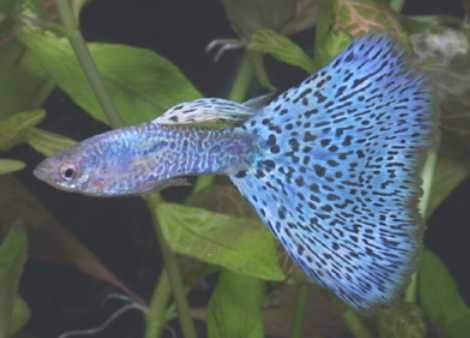 Nabízím paví očka Galaxy Grass - vlastní odchov