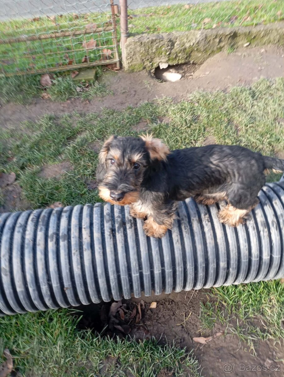 Jezevčík drsnosrstý