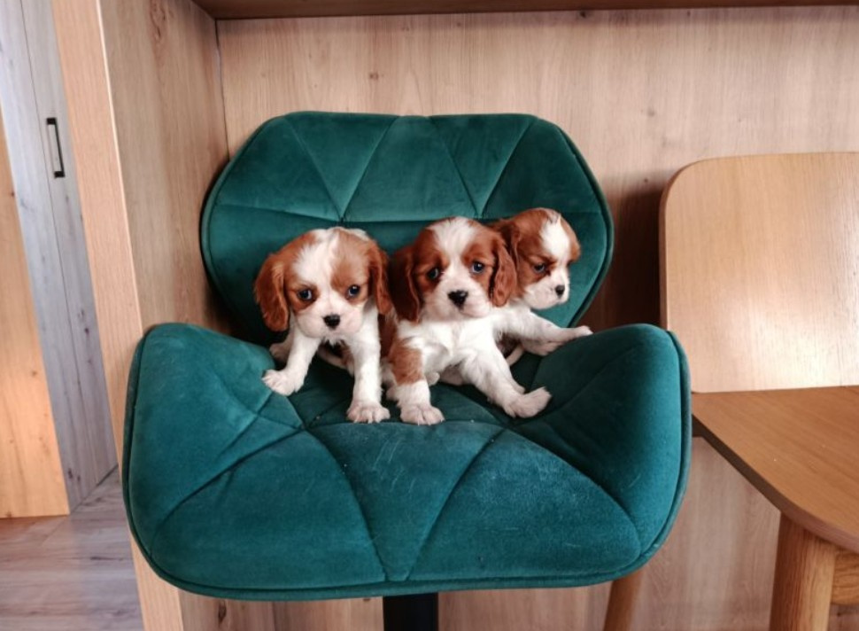 Kavalír King Charles Španěl