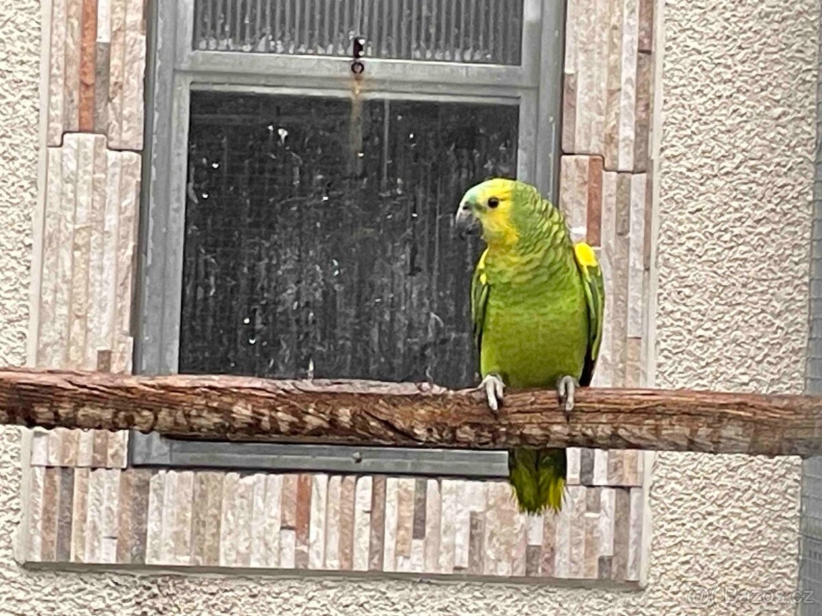 Amazoňan modročelý xanthopteryx