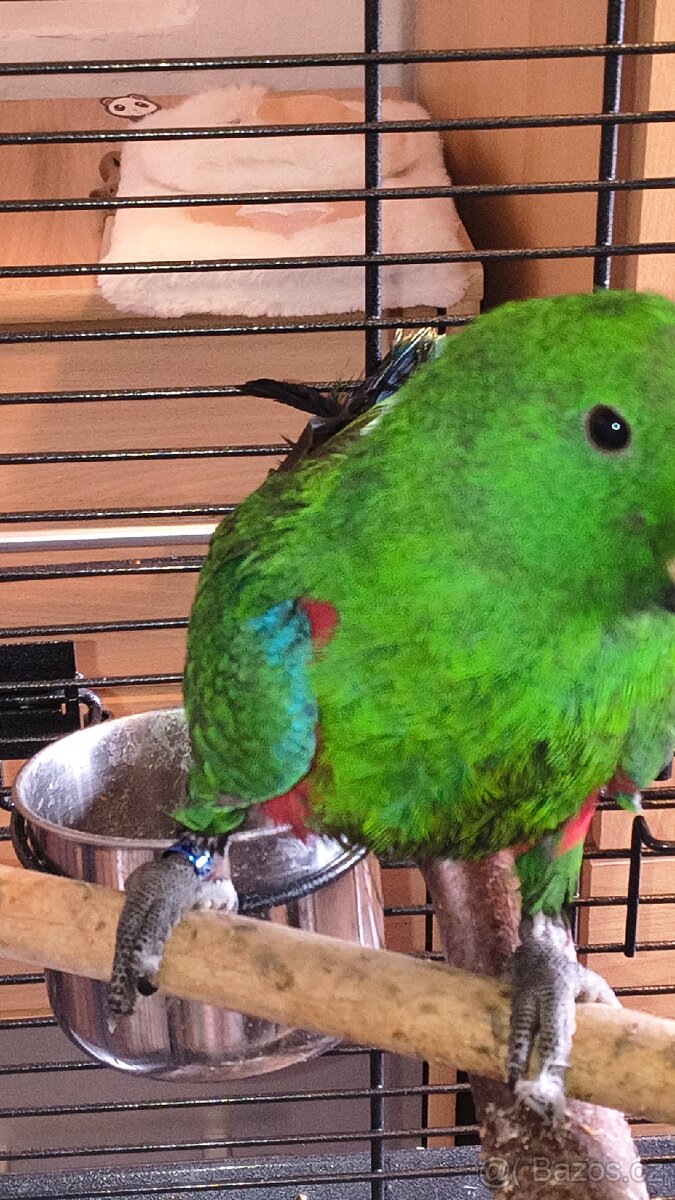 Papoušek Eklektus, ručně dokrmený