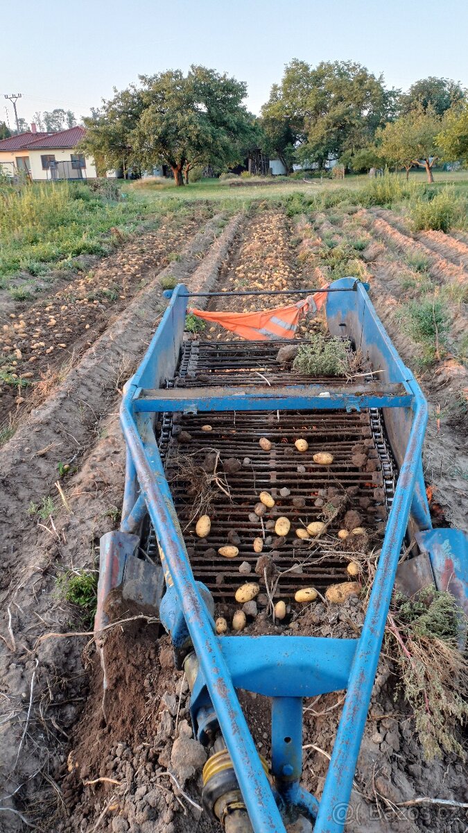 Brambory,konzumní,sadbové,krmné