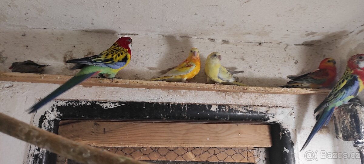 Korely,zpevaci,rozely