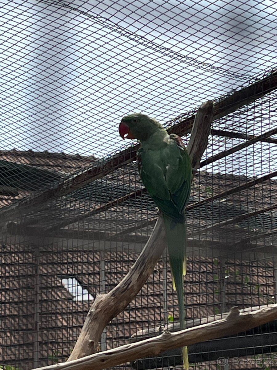 papoušci na dokrmení