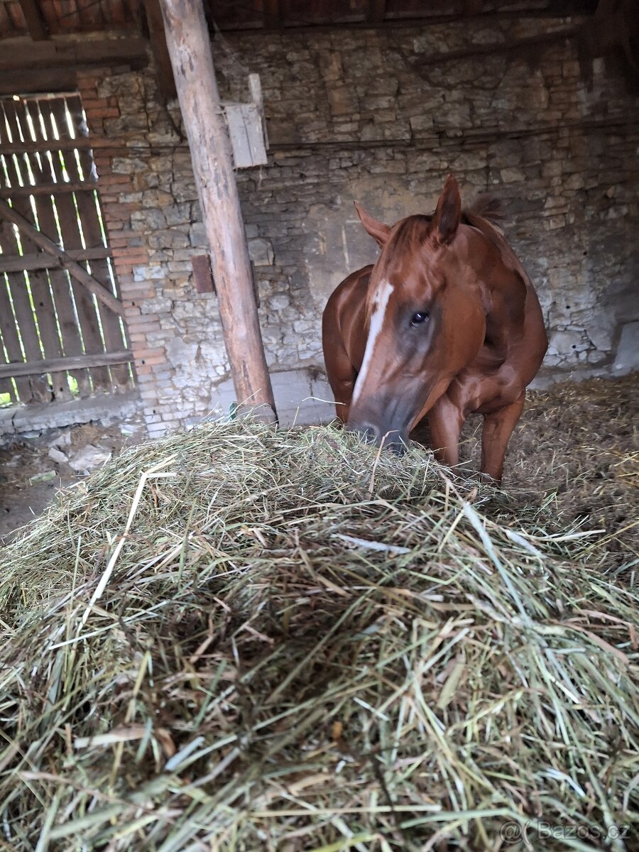 5 léta klisna A1/1 REZERVACE