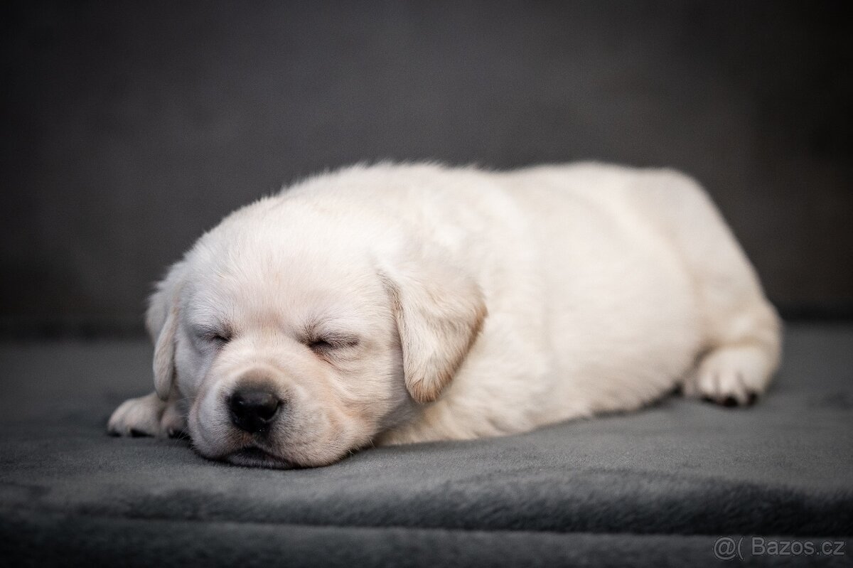 Labrador retriever - žlutá štěňátka s PP