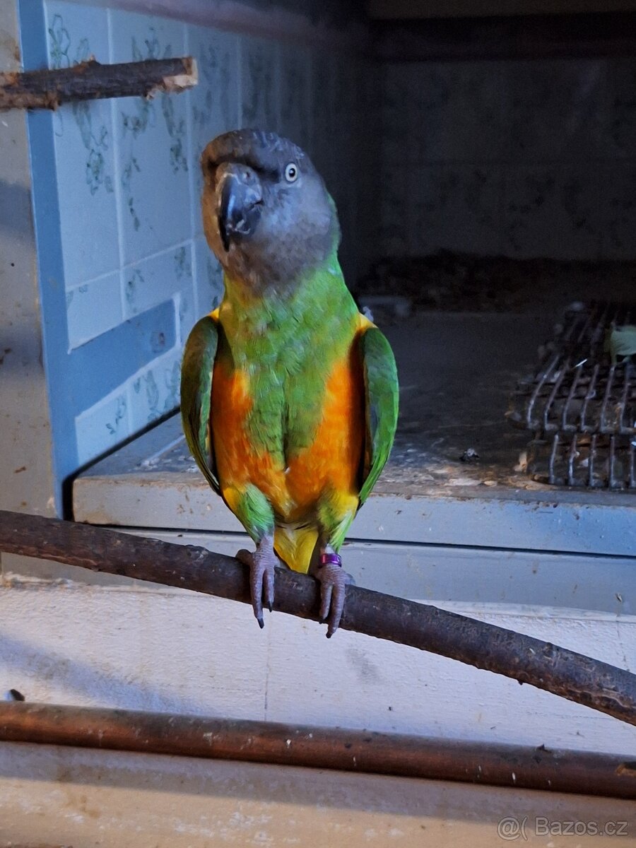 Papoušek senegalský samec