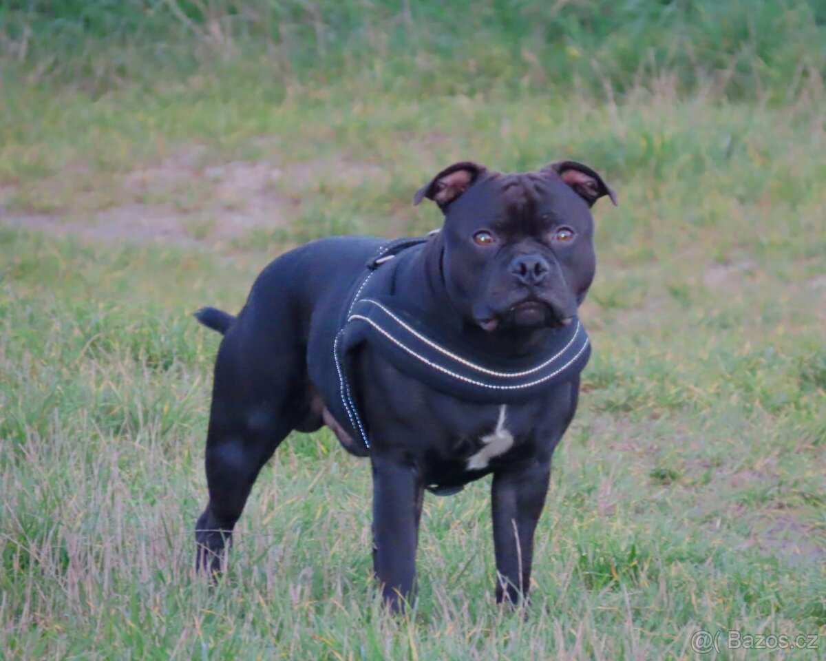 Stafordšírský bulterier - krytí