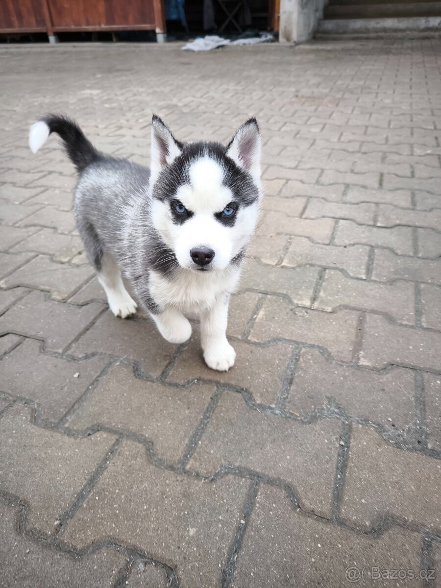 Sibiřský husky s PP