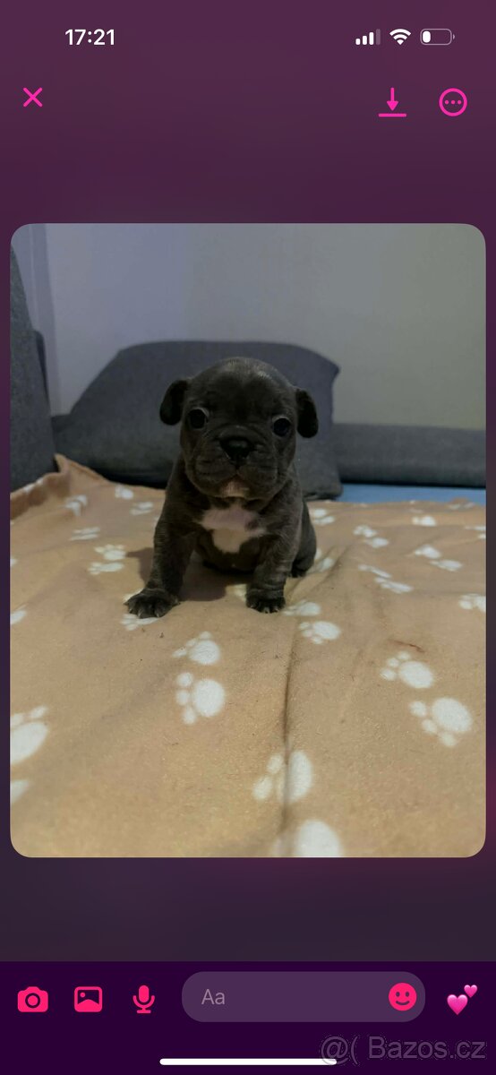 Francouzský buldoček-štěňátka