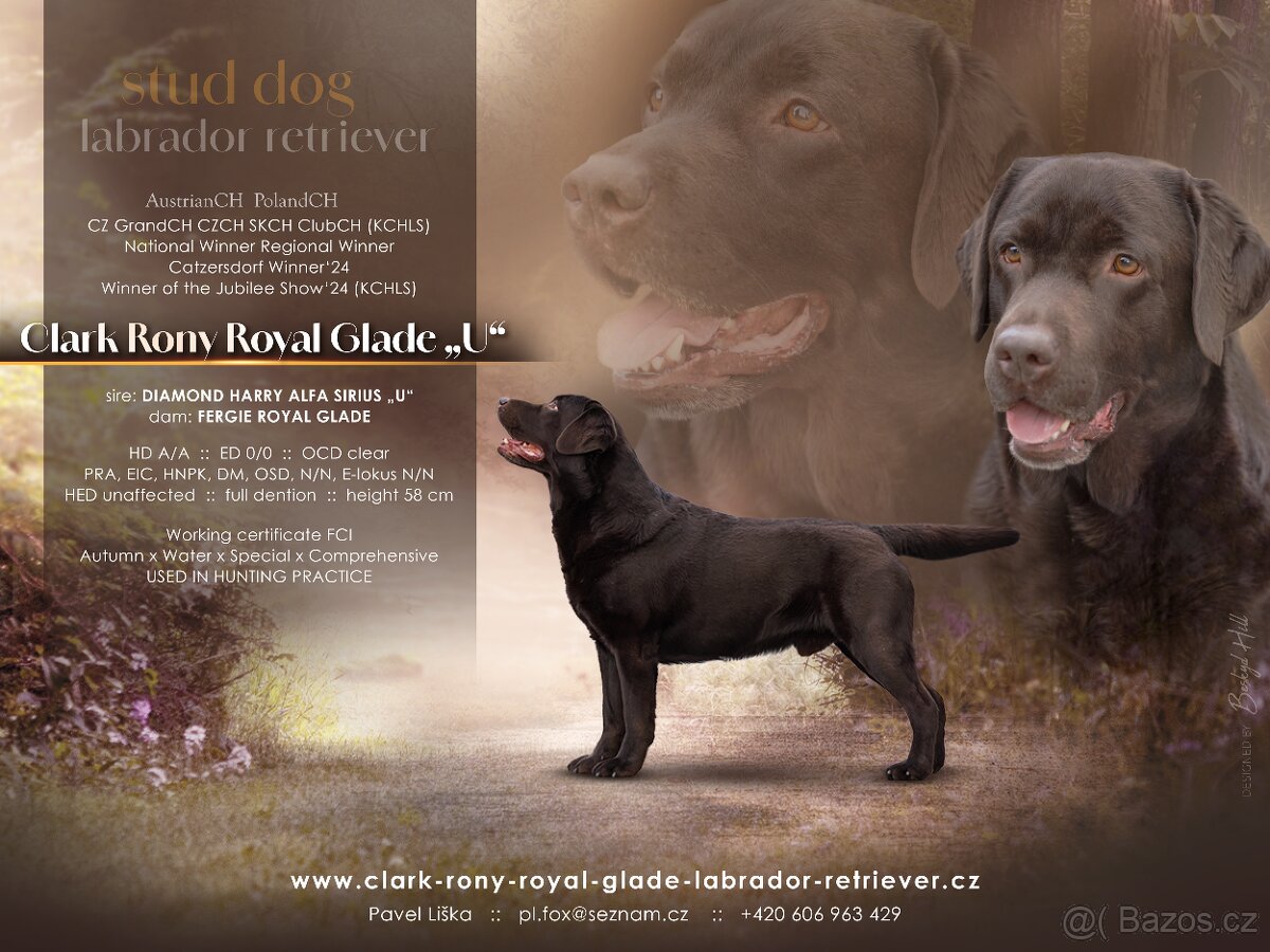 Labradorský retriever Krytí