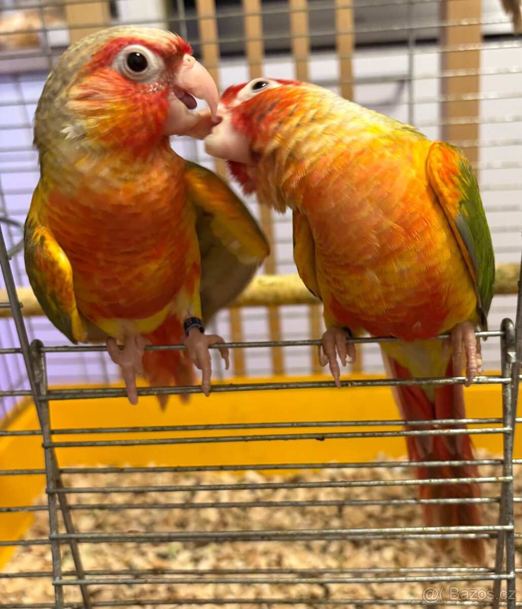 Pyrura ručně dokrmená