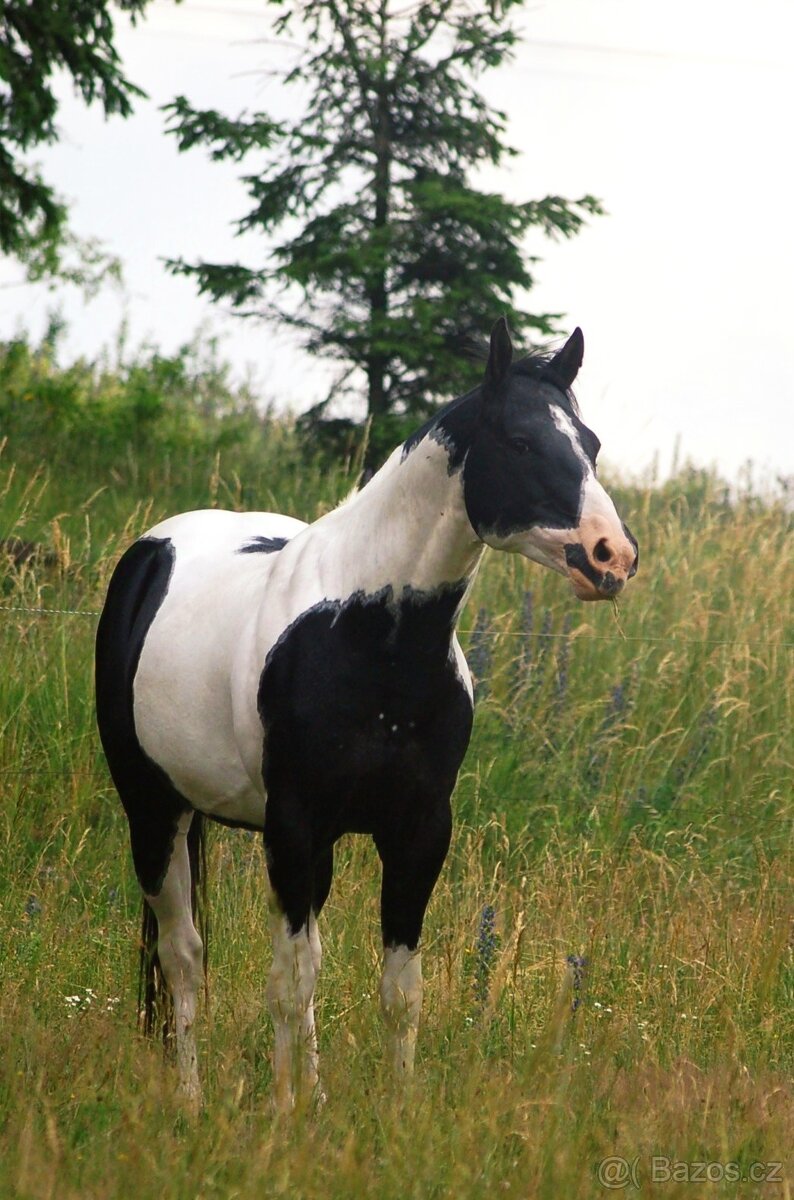 Připouštění plemenným hřebcem APH - 7-panel N/N