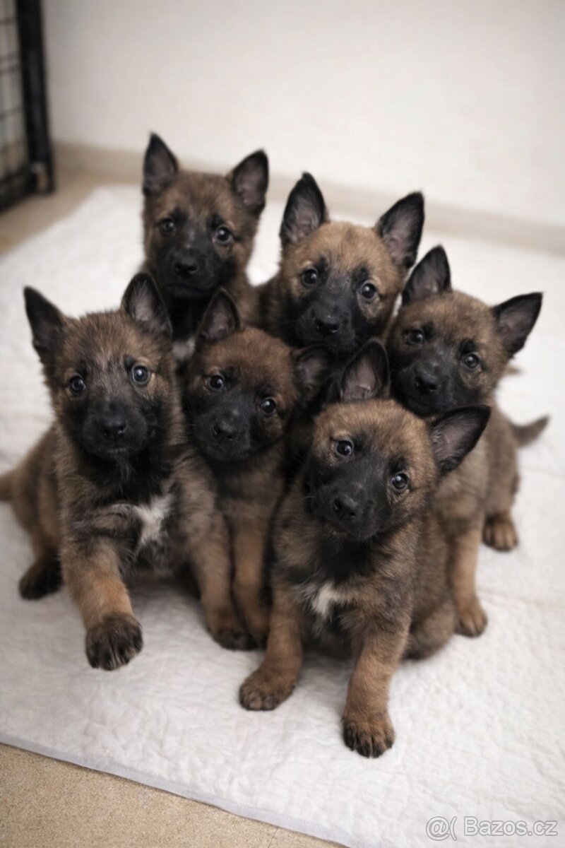 Štěňata ovčák bez PP