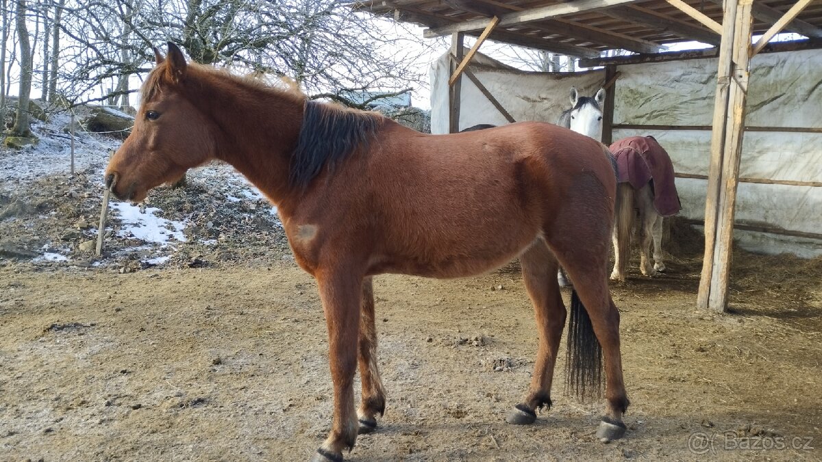 Arabský plnokrevník