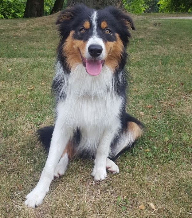 Krytí border kolie - Pardubice