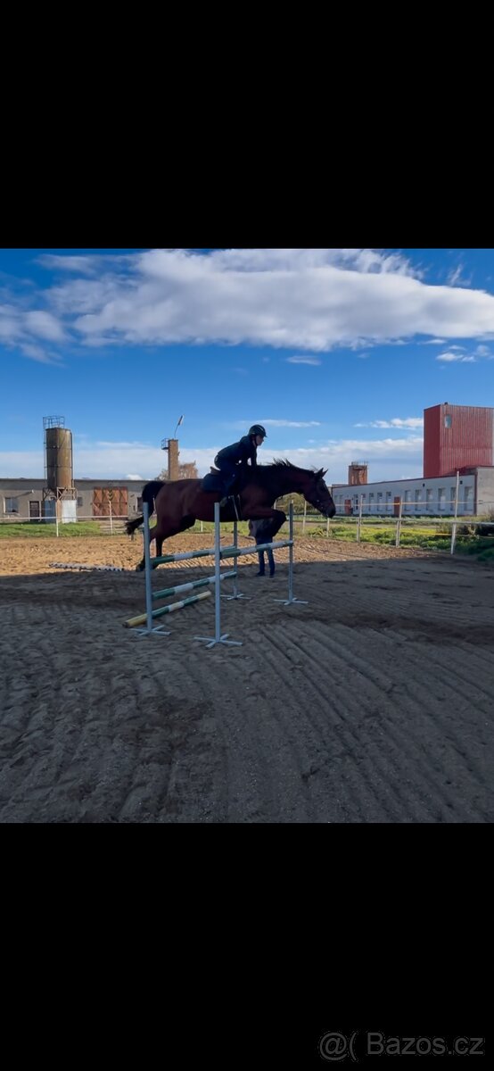 Klisna po Pezetas du Rouet