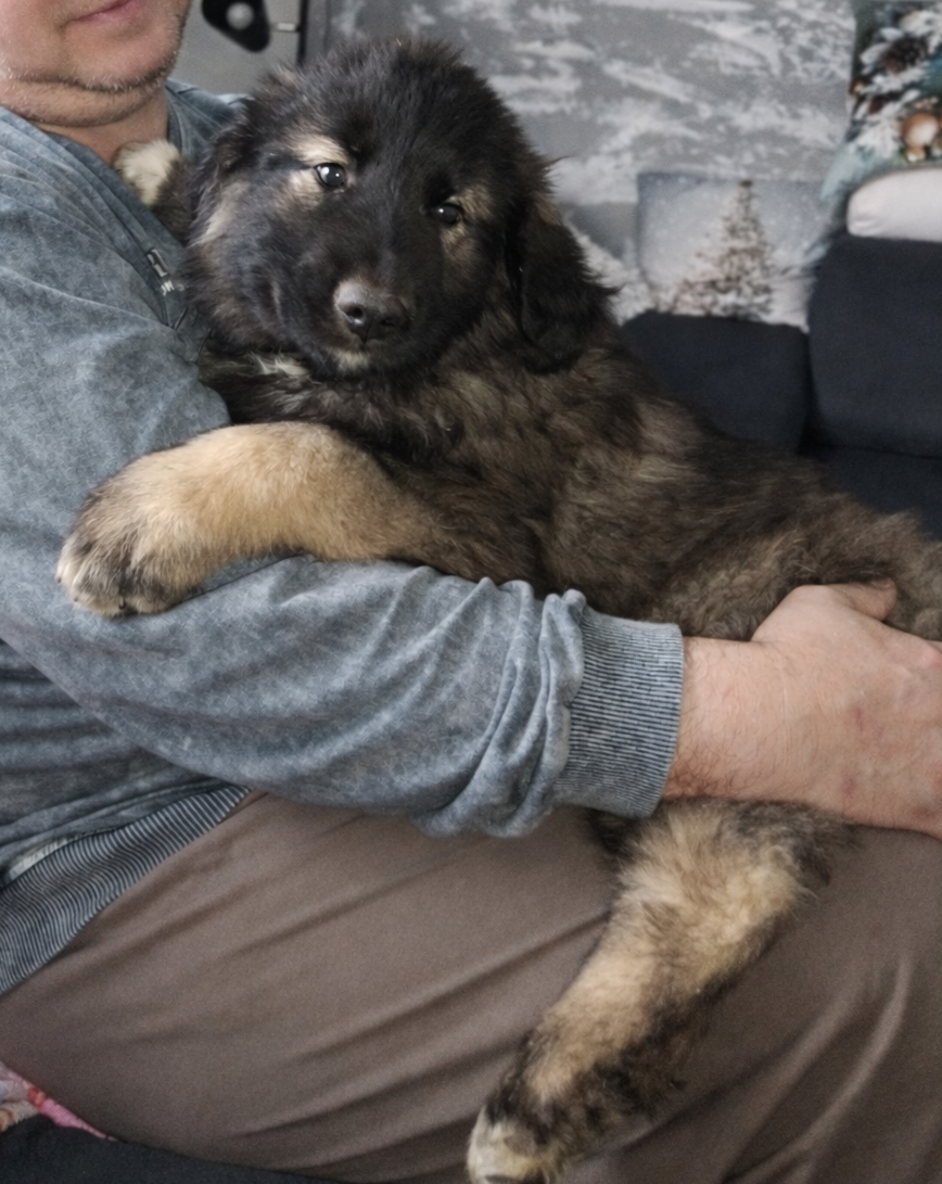 Kavkazský pastevecký pes