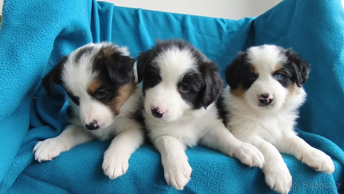 Border kolie štěňata