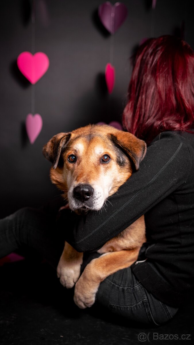 Rexík - x ovčák, moc hodný starší pes