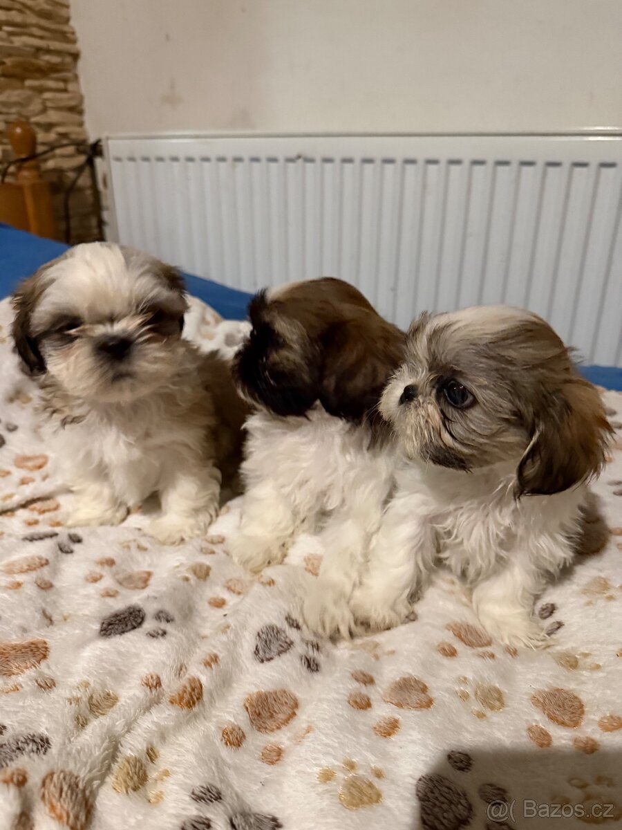 Shih-tzu
