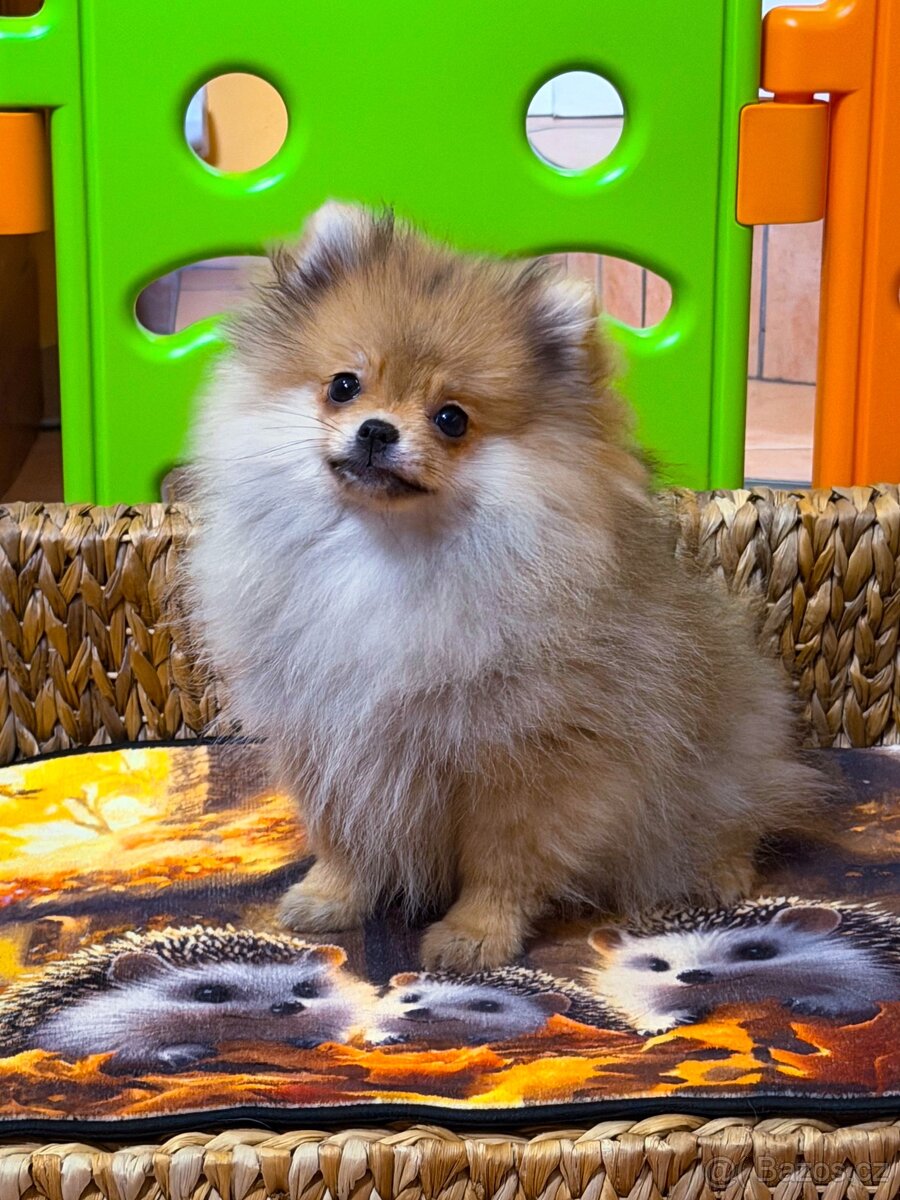 Pomeranian s PP