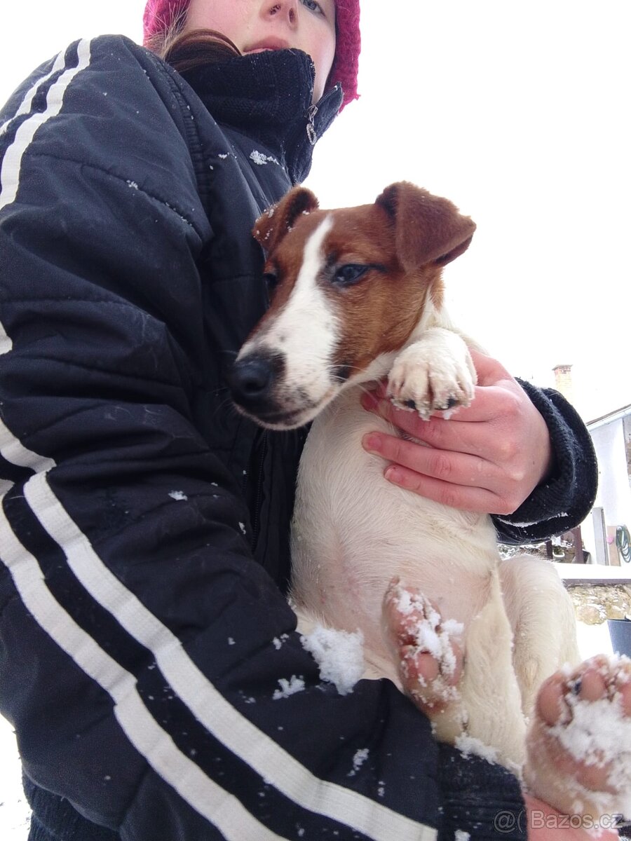 Foxteriér hladkosrstý