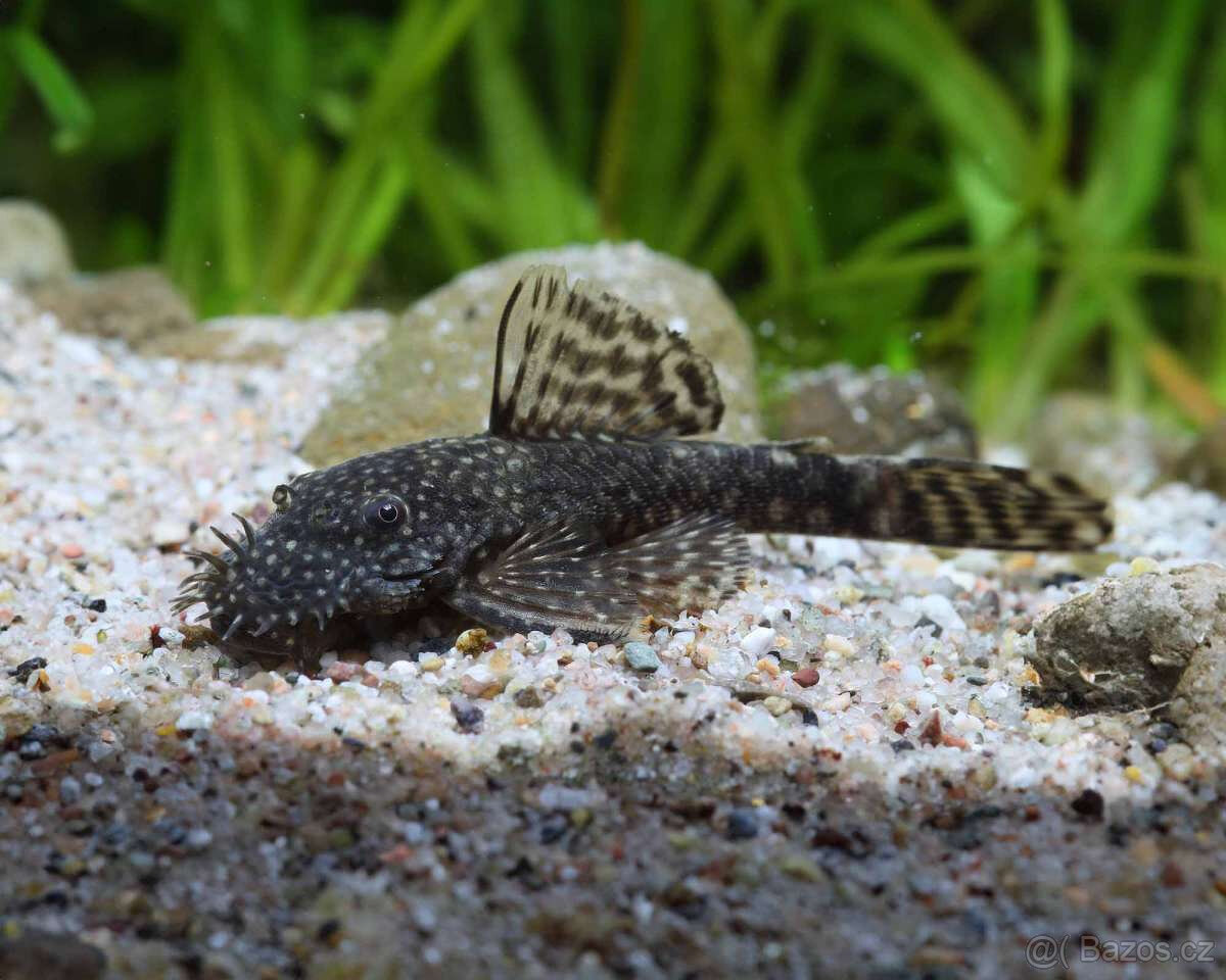 Prodám Ancistrusy a krevetky