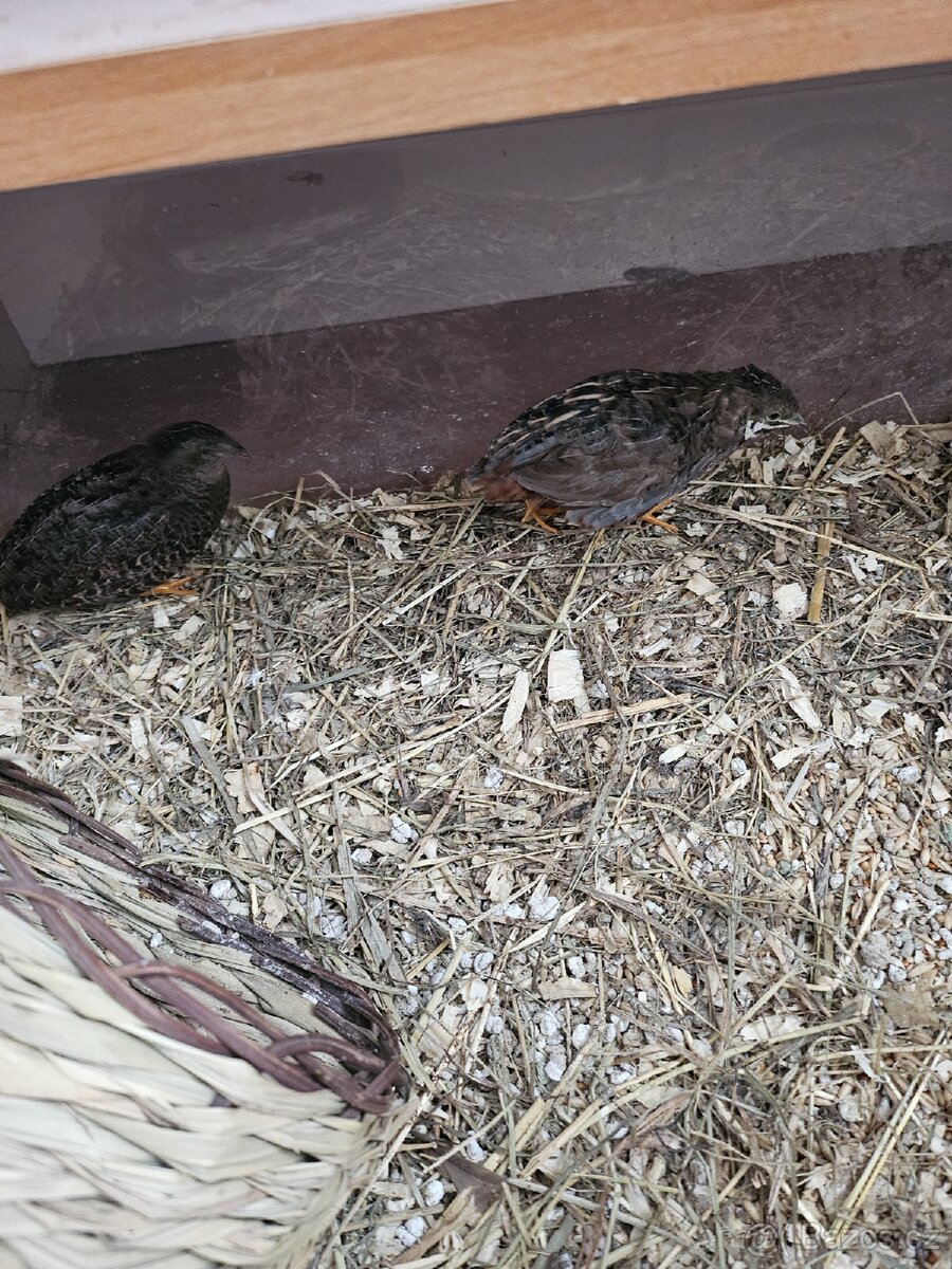 Křepelky čínské pár