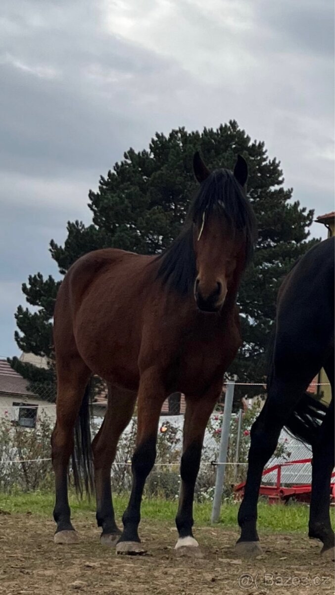 Český sportovní pony