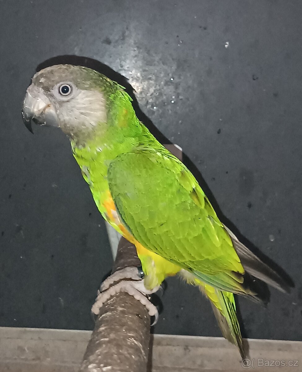 Papoušek senegalský