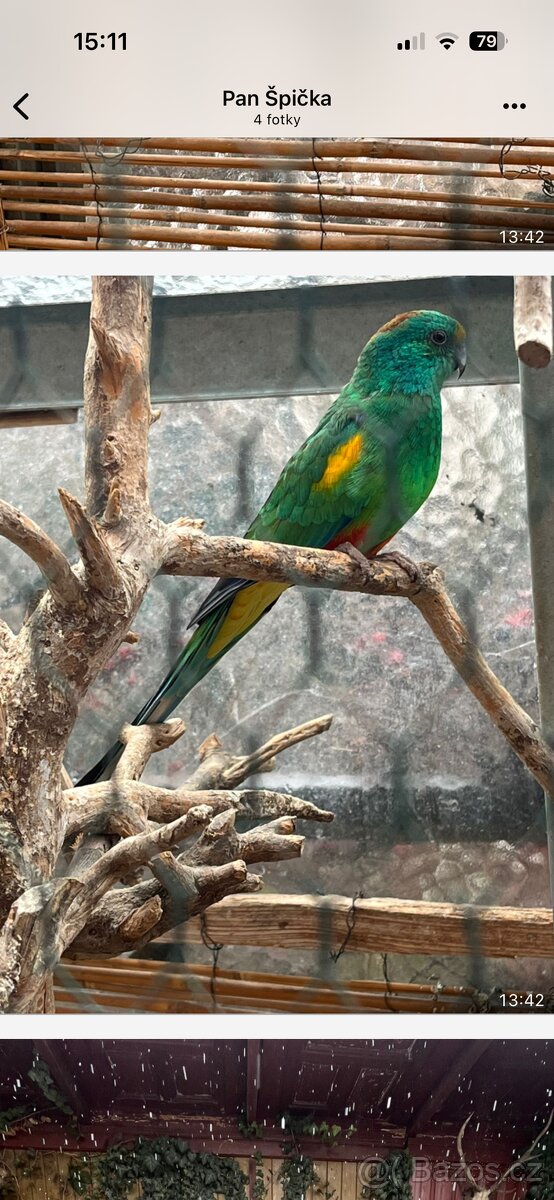 Papoušek Kakariki rudočely a mnohobarvý