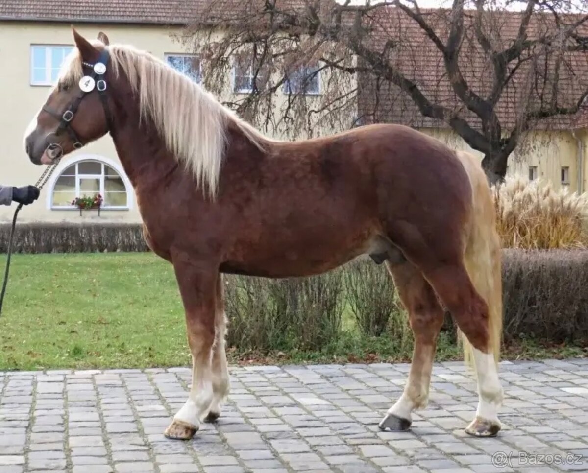 Plemenný hřebec ČMB