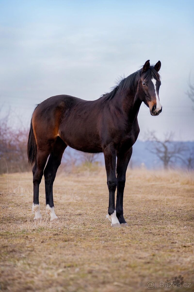 Kobylka ročník 2024