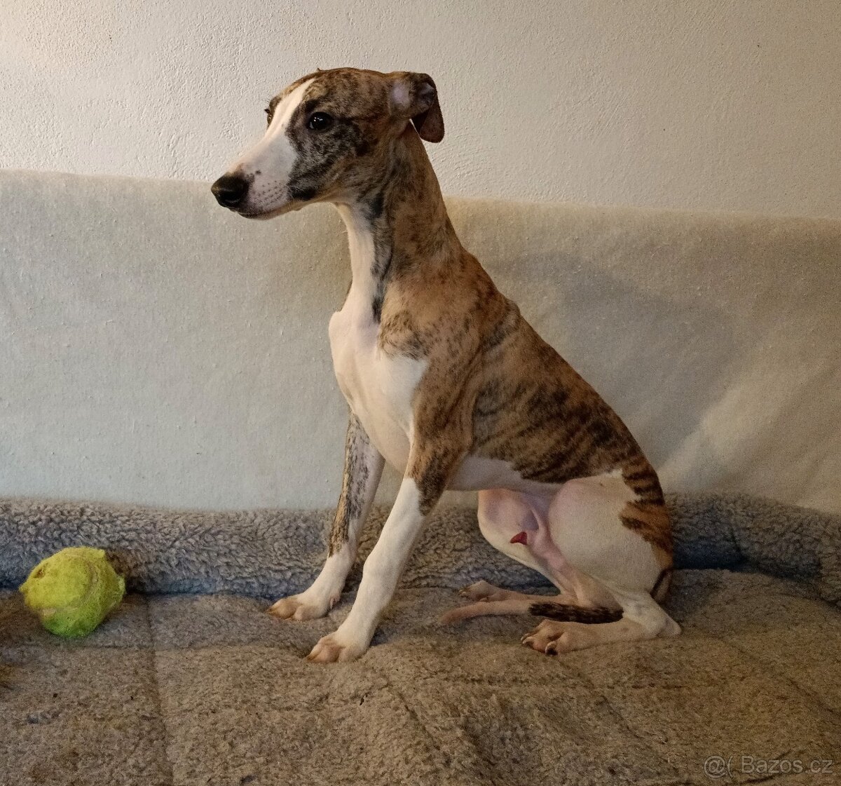 Vipet /Whippet/