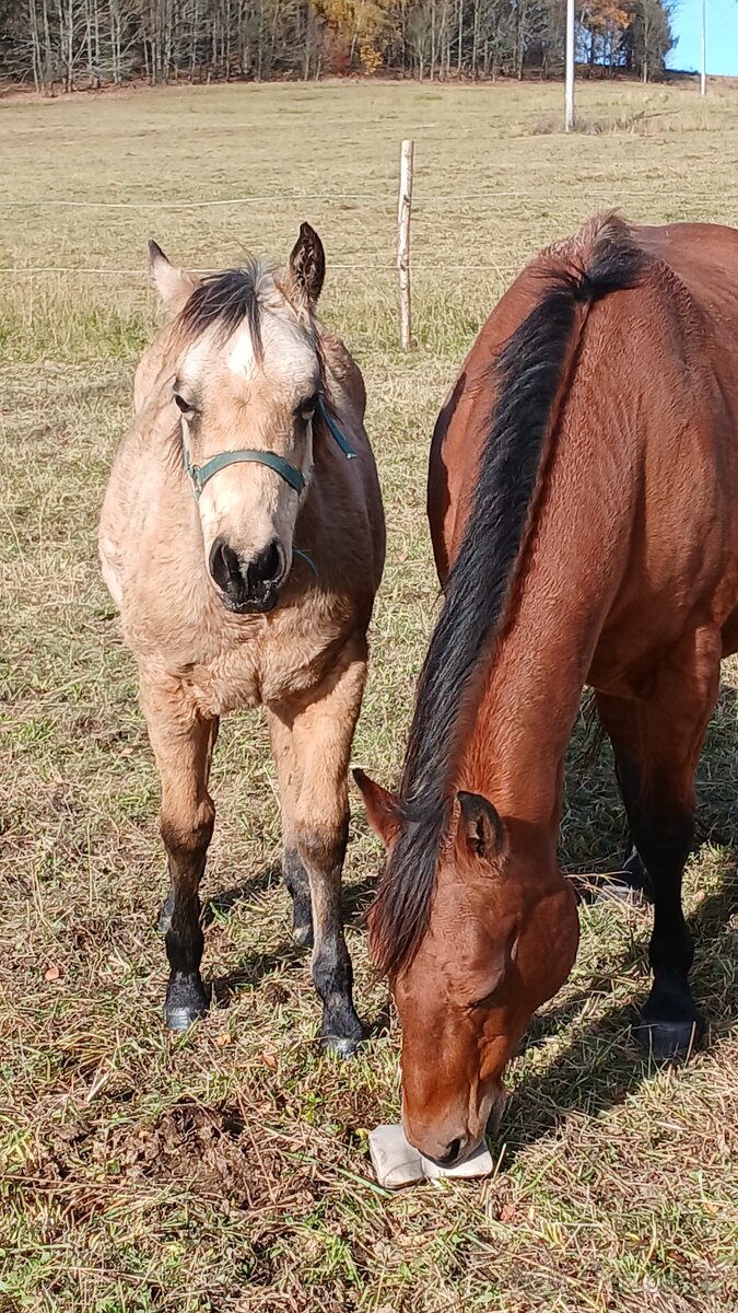 Nabízím starší QH kobylu s PP