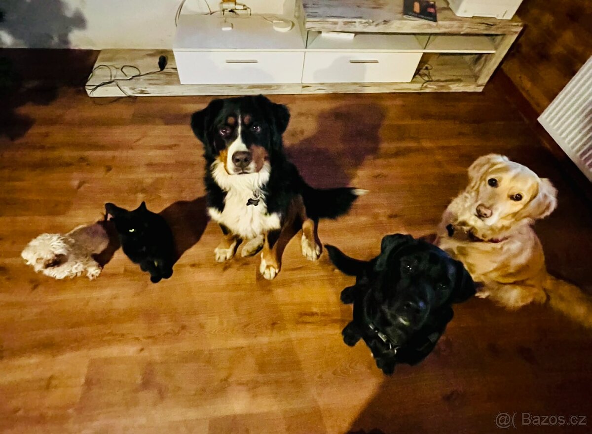 Štěňata zlatý retrívr x labradorský retrívr