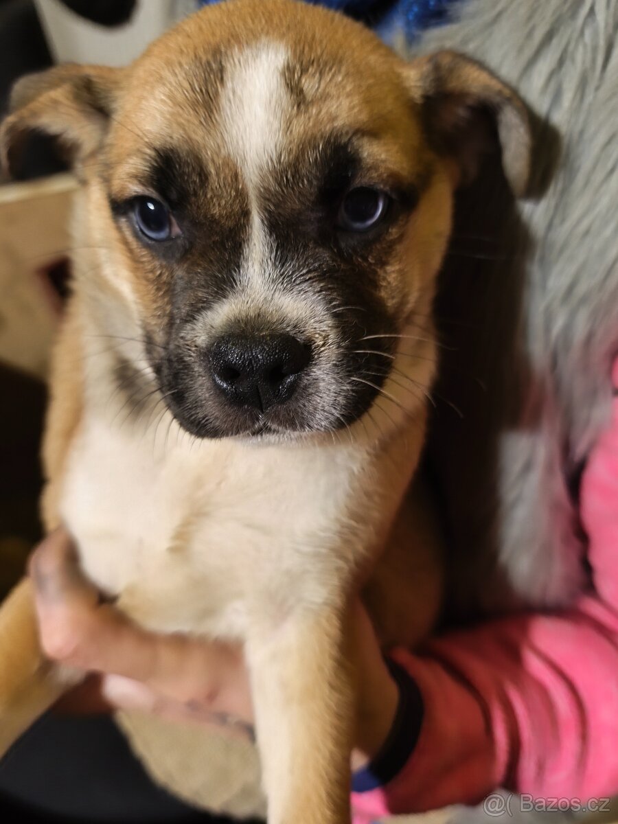 Štěňata Mops / borderkolie