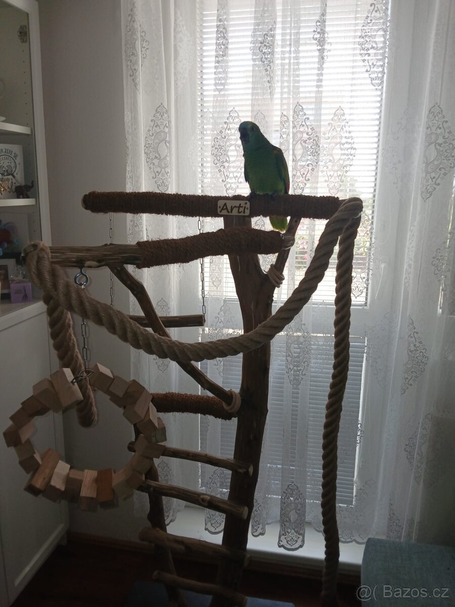 Amazoňan modrocely 05/2025