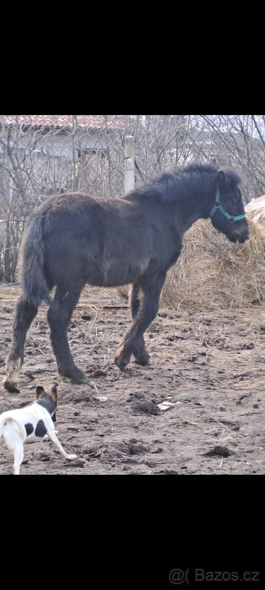 Predám chladnokrvného žrebca