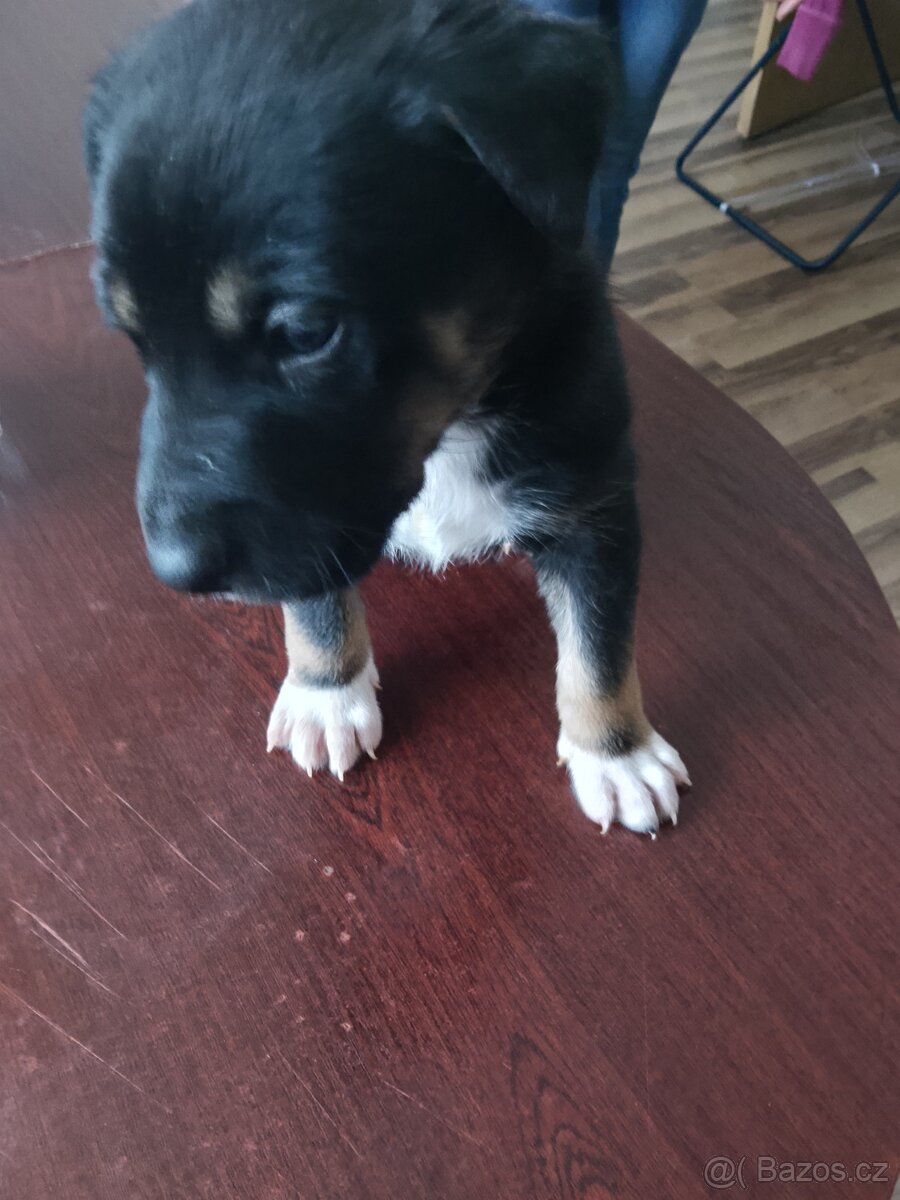 Německý špic 10.1.2026, aktuální