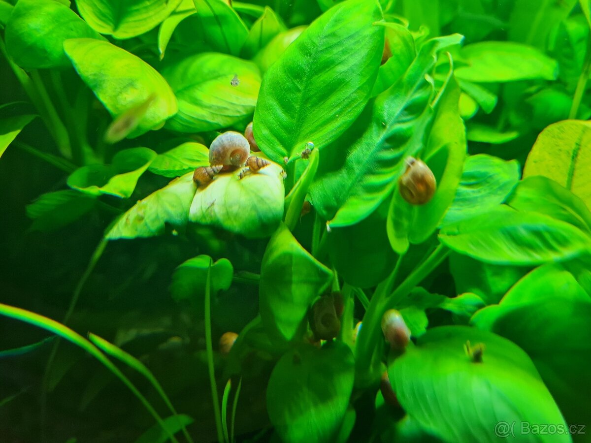Akvarijní šneci - piskořky a okružáci všech barev
