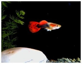 Poecilia Reticulata perleťové ČERVENOPLOUTVÉ - VEL L, XL.