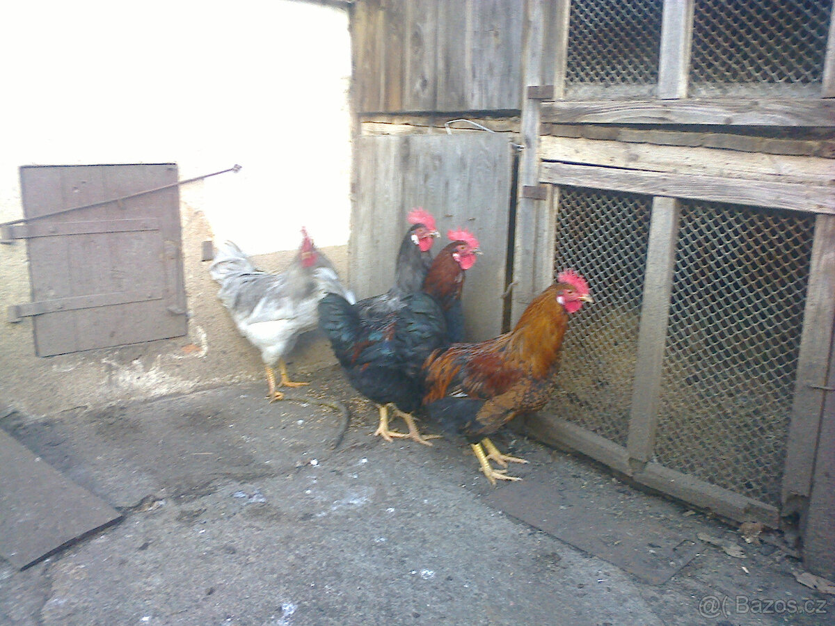 Prodám chovné kohouty