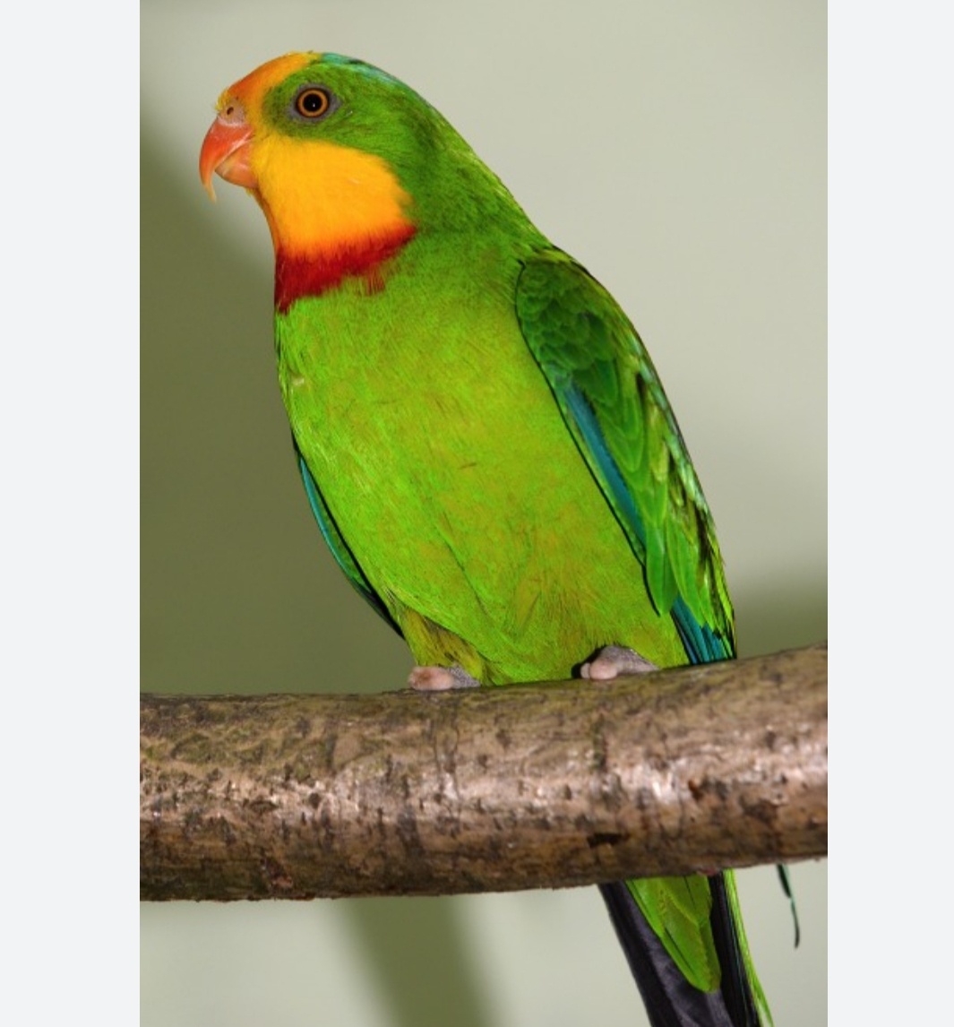 Papoušek Nádherný