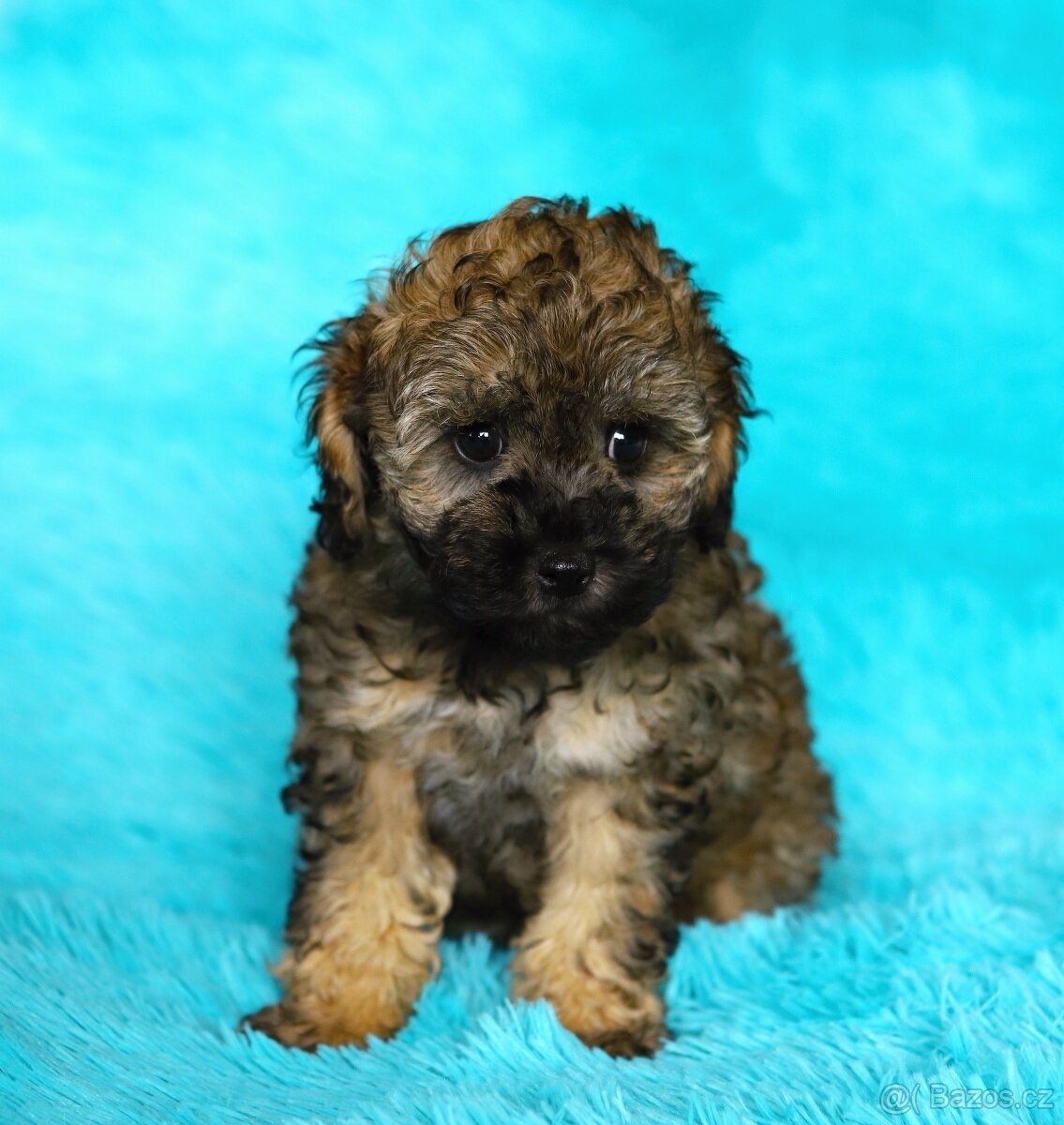 Pudl trpasličí - fenka