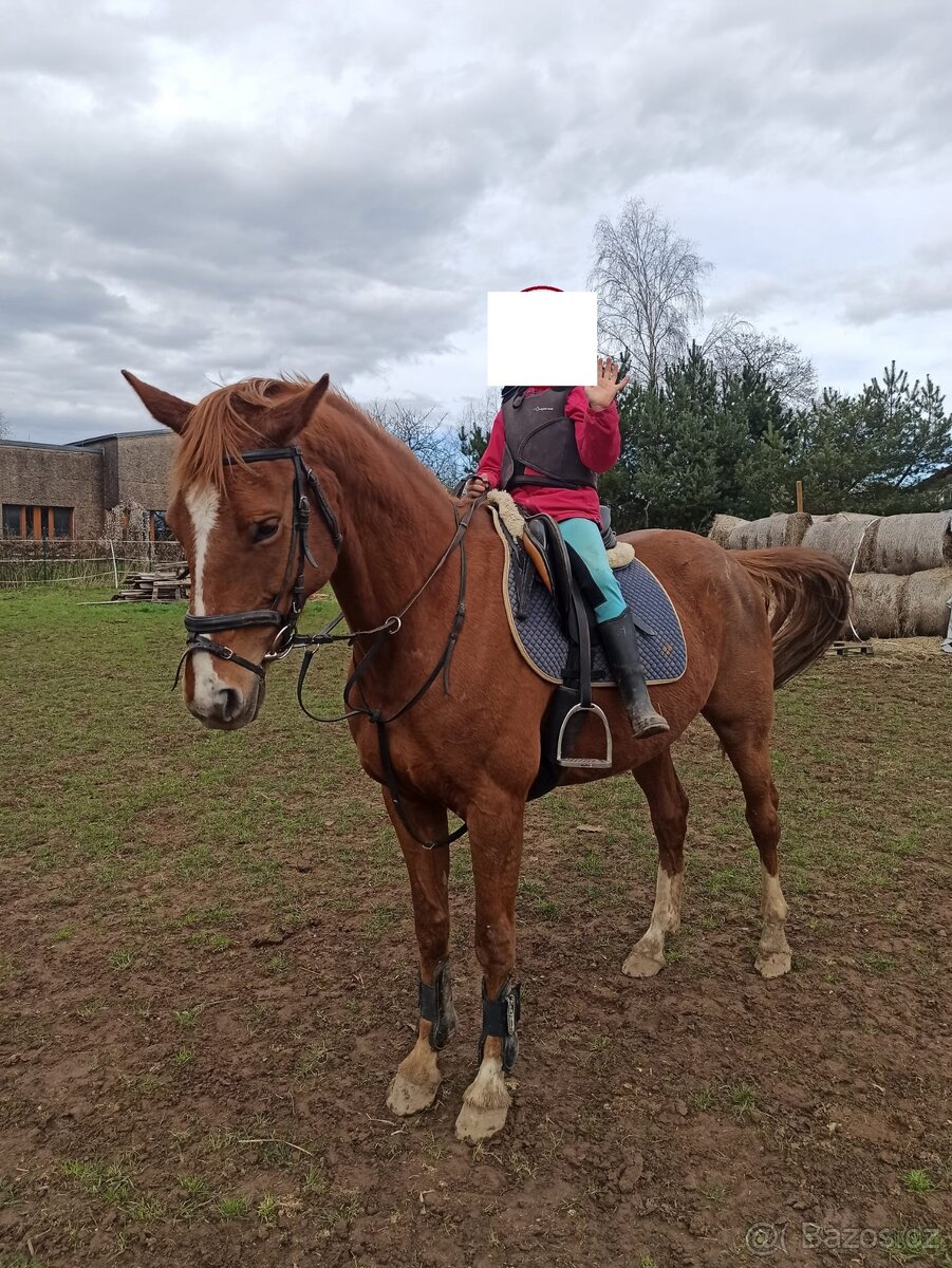 český teplokrevník