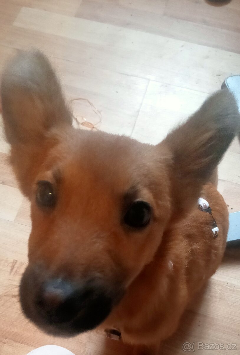 Prodám štěně