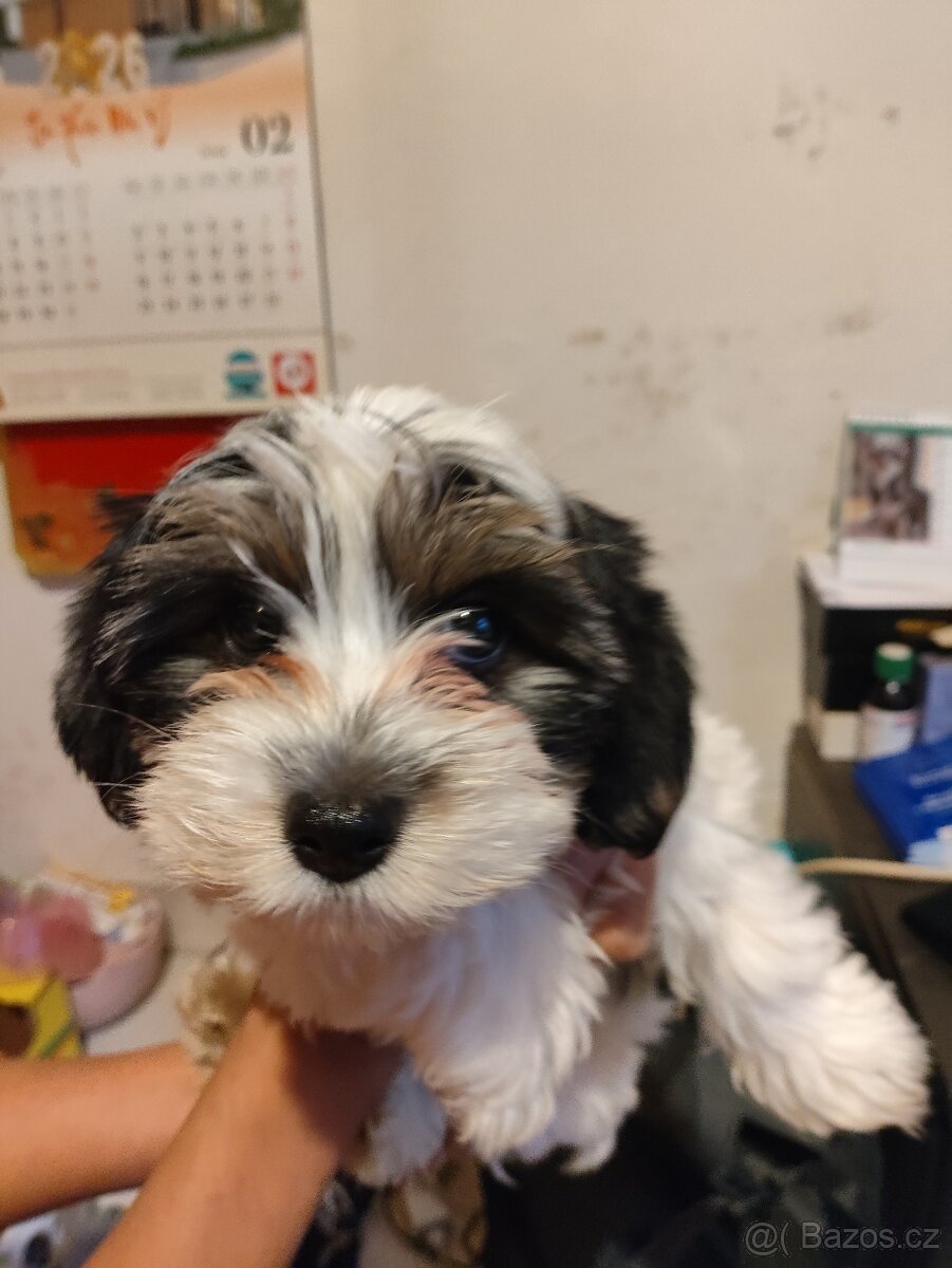 Yorkšírský teriér - Amálka